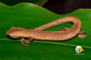 Salamandra De Cola Aplanada De La Amazon A Gu A