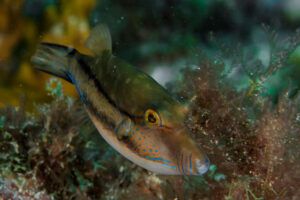 Pez Globo El Fascinante Habitante de los Mares Colombianos Guía 2024