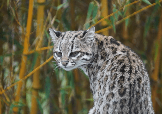 Gato De Nari O El Nuevo Felino Colombiano Que Te Sorprender Gu A