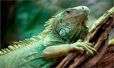 (iguana iguana) del amazonas