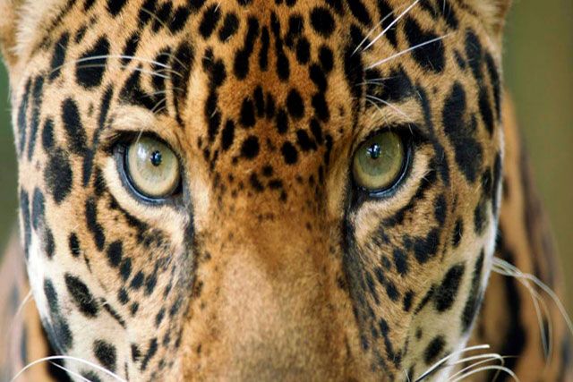 Jaguar de colombia