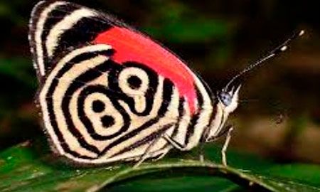 mariposa 88 de la amazonia colombiana