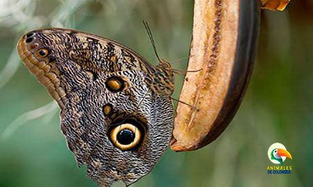 mariposa ojos de búho comiendo banano