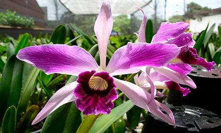 Orquídea-Laelia de Colombia
