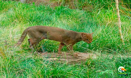 Puma yaguarundí en la selva amazónica