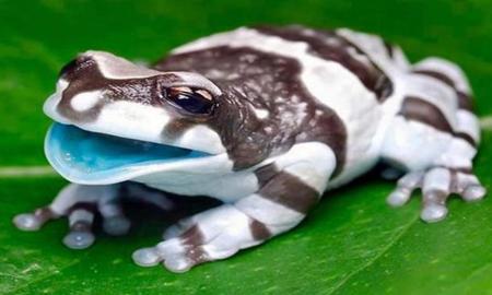 rana lechera del magdalena