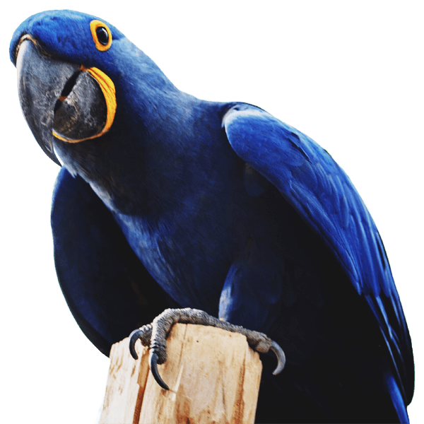 guacamayo azul