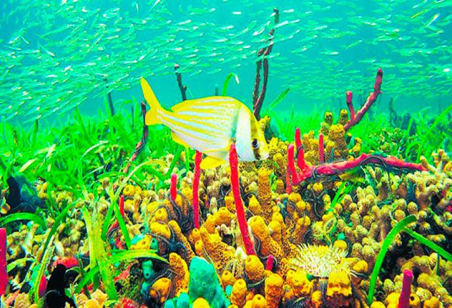 arrecifes coralinos isla providencia colombia