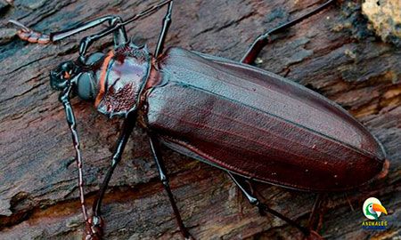 escarabajo titan el más grande del mundo