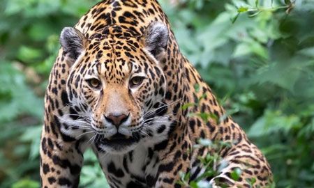 jaguar colombiano