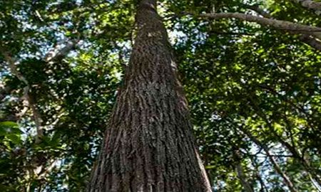madera de caoba amazonica