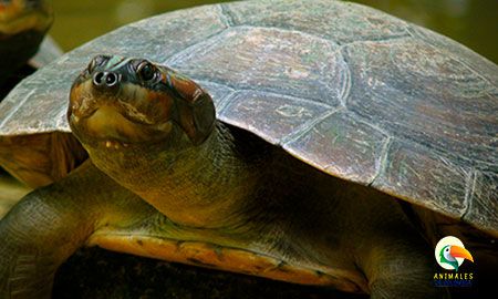 tortuga charapa adulta con la cabeza fuera del caparazón
