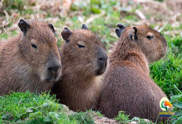 Capibaras