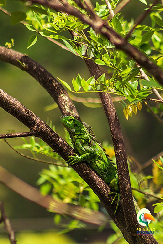 iguana de la amazonia