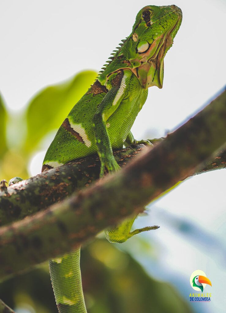 iguana verde en rama de árbol