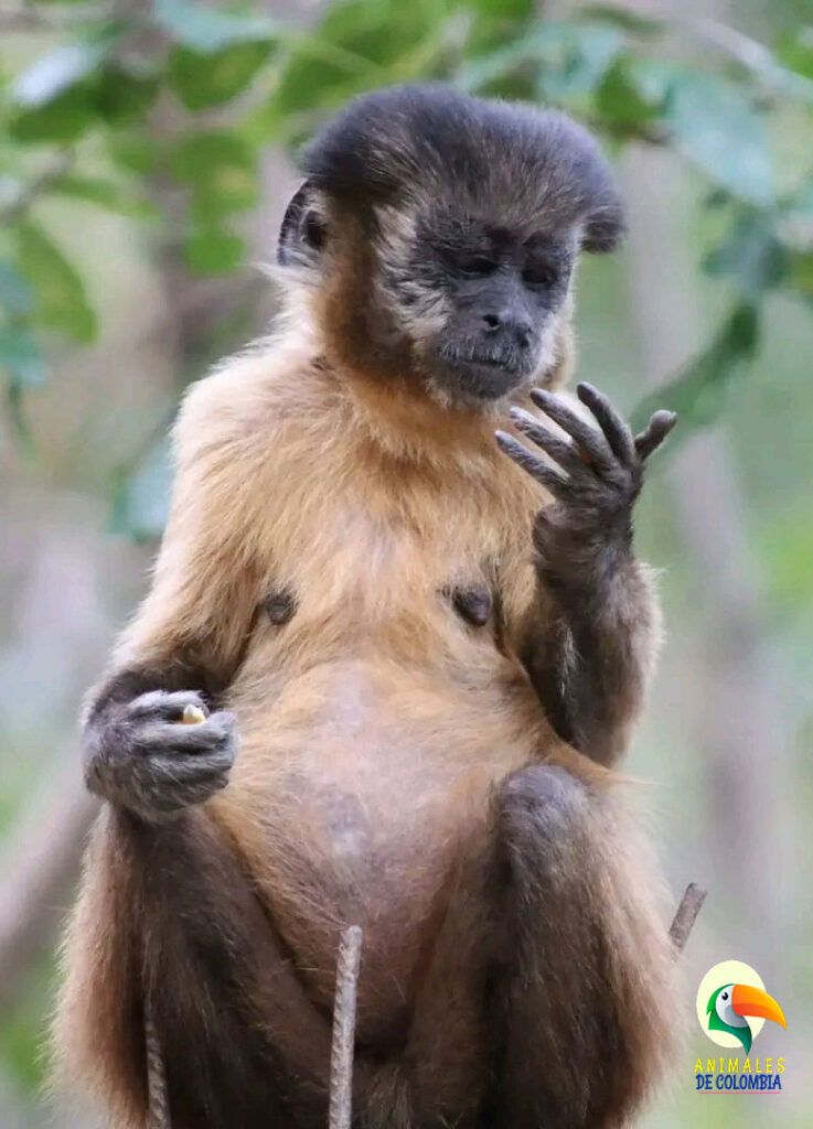 macaco maicero comiendo