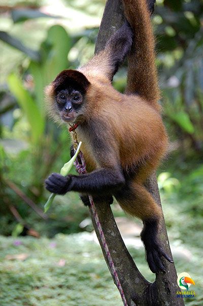 Mono araña de colombia
