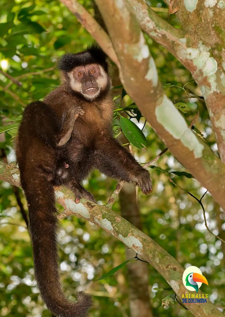 mono maicero en árbol