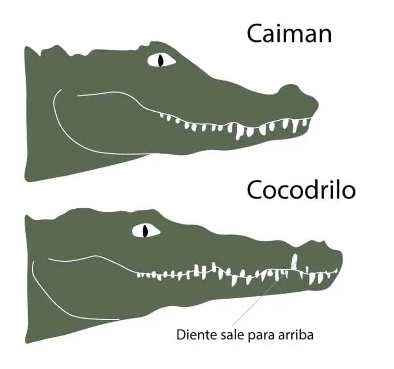 Diferencias entre cocodrilo y caimán