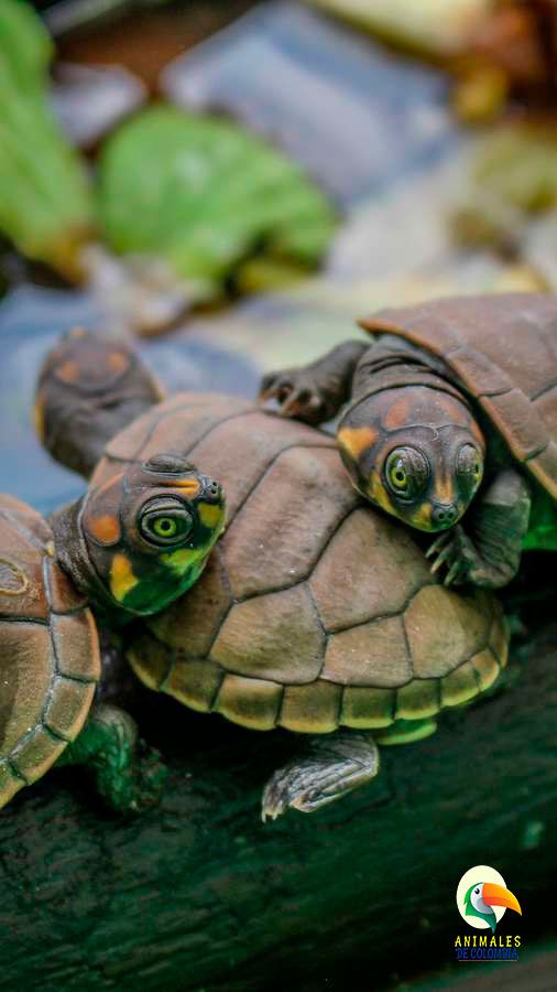tortugas taricaya descansando