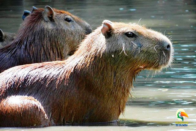 Capibara de los llanos