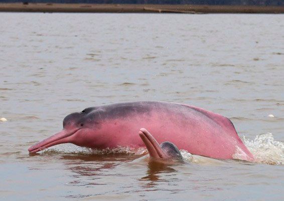 delfín rosado
