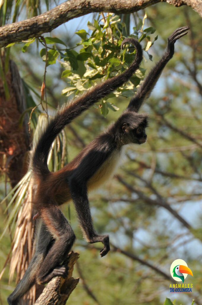 mono araña saltando en árbol