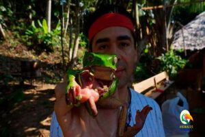Rana Kambo Un secreto ancestral - Guía 2025
