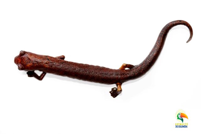 salamandra de cola plana del ecuador