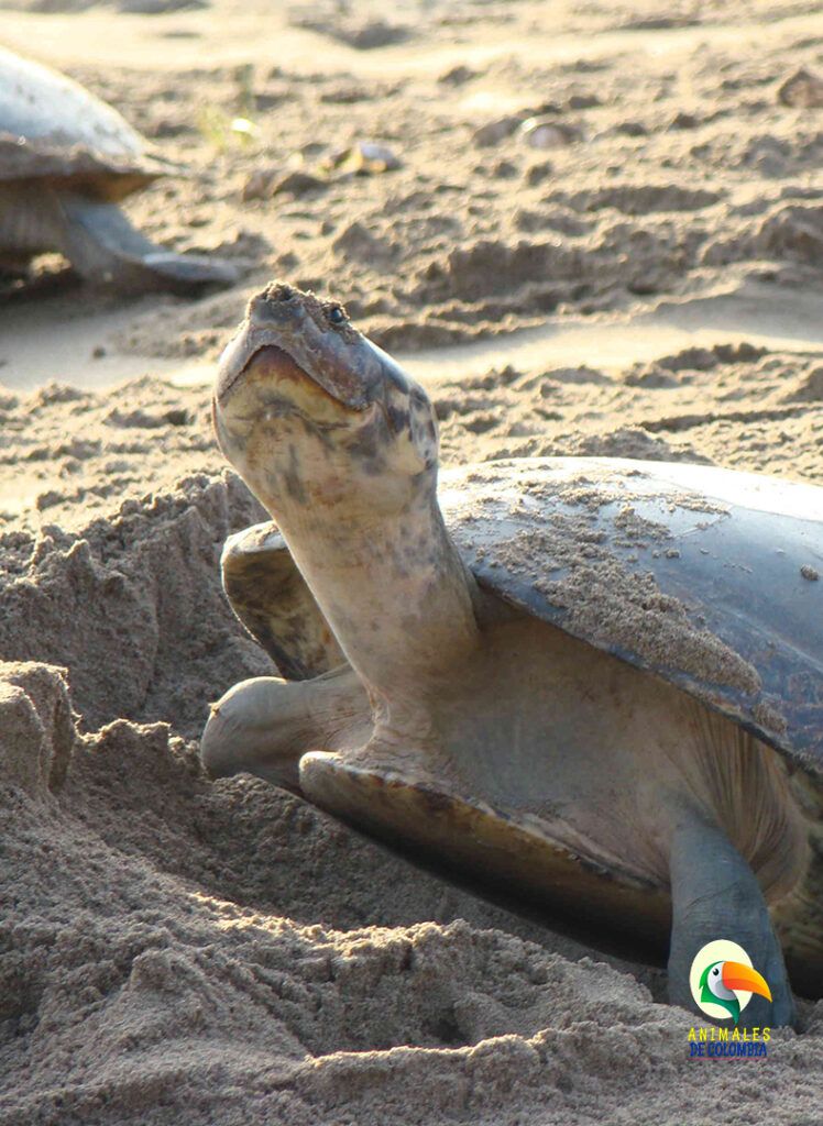Tortuga Charapa de la Amazonía Guía 2024