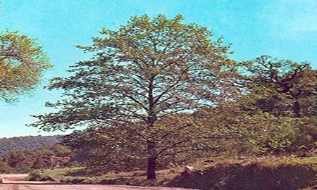 Árbol alnus acuminata