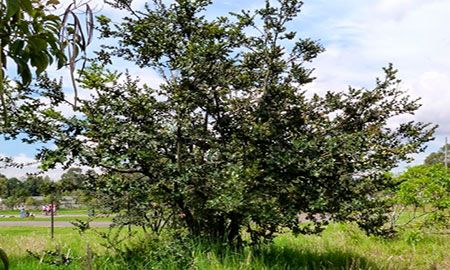 Arbusto Arrayán (Myrcianthes leucoxyla)