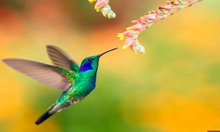 colibrí orejiazul comiendo néctar de flores