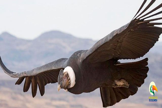 condor andino en vuelo
