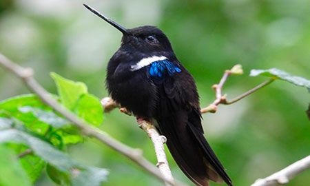 colibrí Inca negro