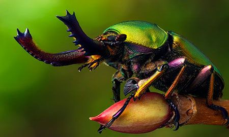 escarabajo dorado Lamprima adolphinae