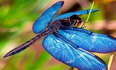 libelula andina con alas azules desplegadas