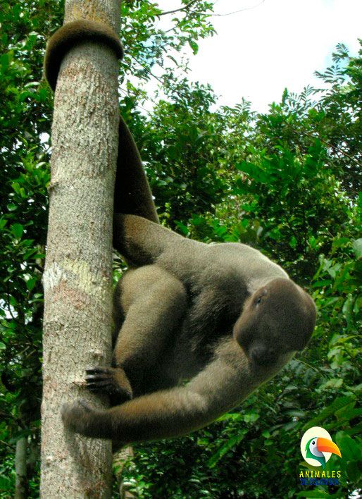 mono lanudo bajando de árbol