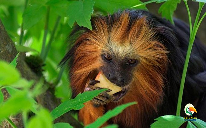 mono tamarindo cabeza rayada