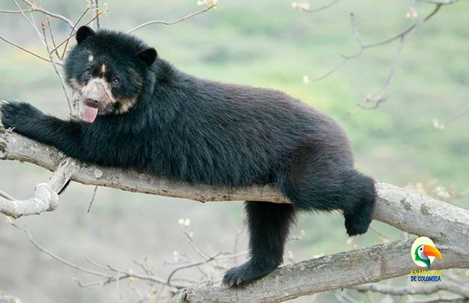 oso de la region andina de colombia