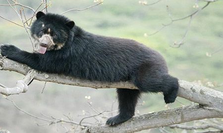oso de la region andina colombiana