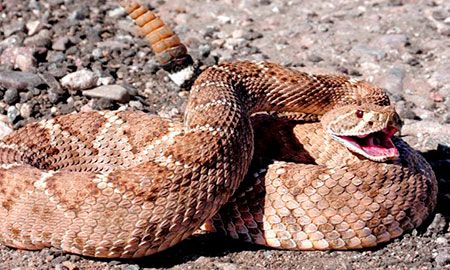 serpiente de cascabel región andina