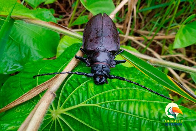 escarabajo Titanus giganteus del amazonas
