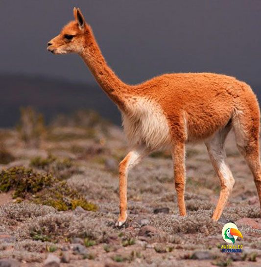 vicuñas en peligro de extinción