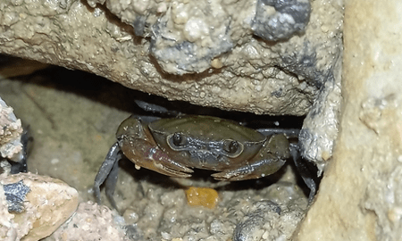 cangrejo cavernicola