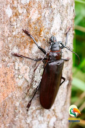 escarabajo titán en tronco de árbol