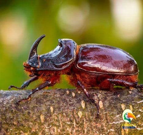 escarabajo hercules de la amazonia