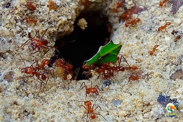 hormigas arrieras entrando al nido