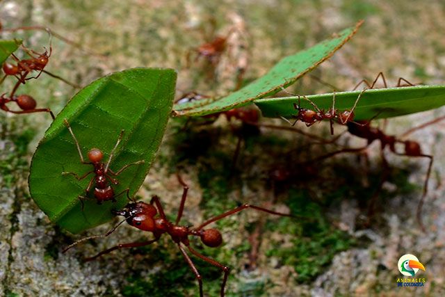 hormigas arrieras llevando hojas