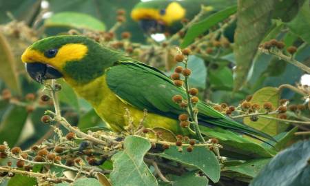 loro orejiamarillo